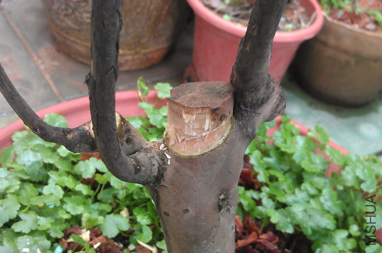 IMAG0635.jpg