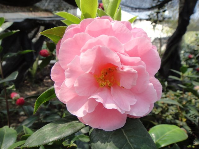 DSC03726.JPG