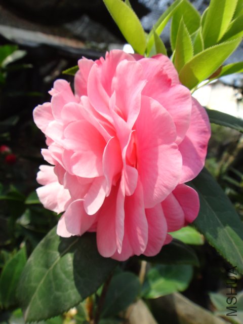 DSC03727.JPG