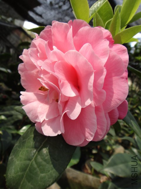 DSC03728.JPG