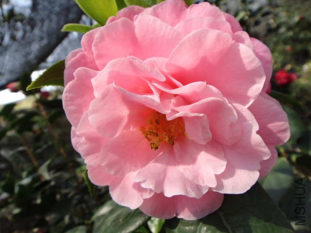 DSC03729.JPG