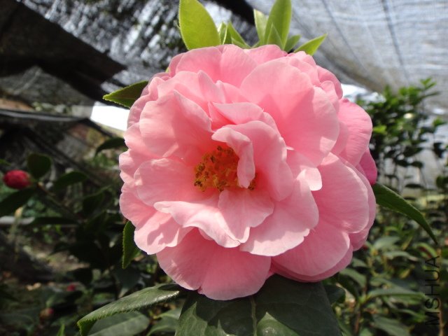 DSC03730.JPG