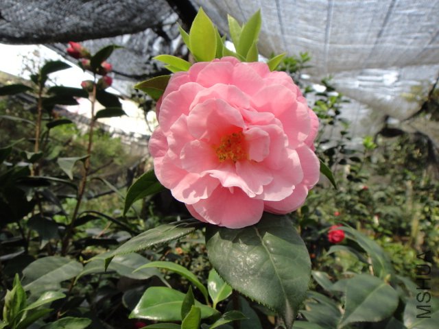 DSC03731.JPG