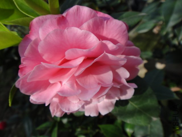 DSC03732.JPG