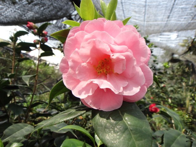 DSC03733.JPG