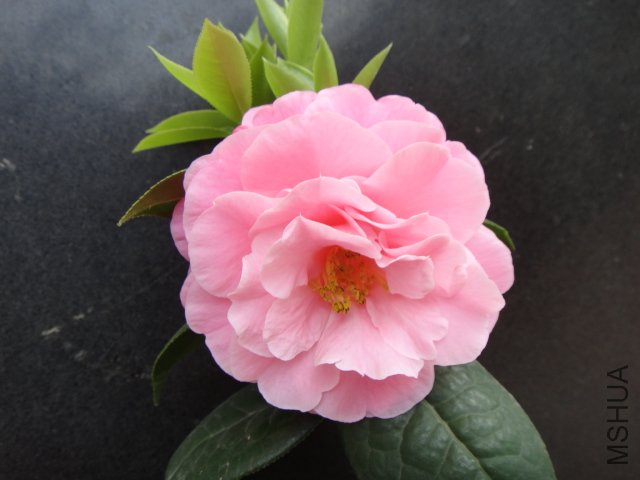 DSC03755.JPG