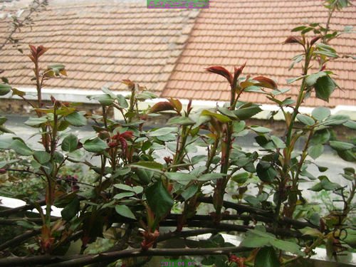 nEO_IMG_��Ƭ 043.jpg