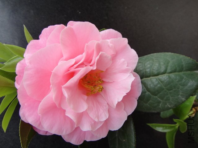 DSC03756.JPG