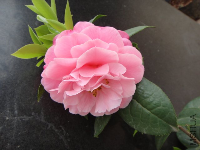 DSC03757.JPG