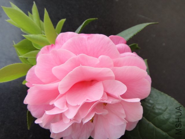 DSC03758.JPG