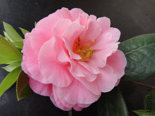 DSC03759.JPG