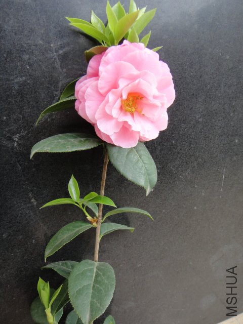 DSC03760.JPG