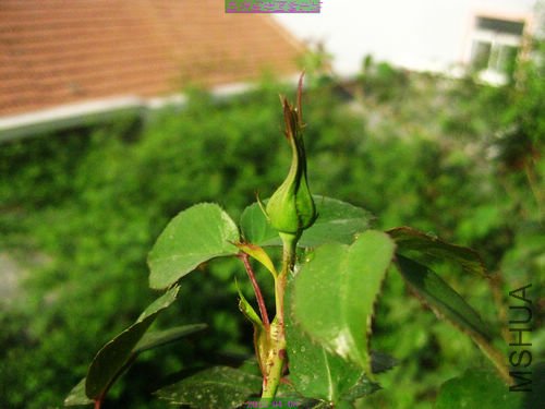 nEO_IMG_��Ƭ 224.jpg