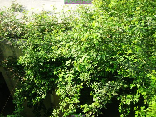 nEO_IMG_��Ƭ 229.jpg