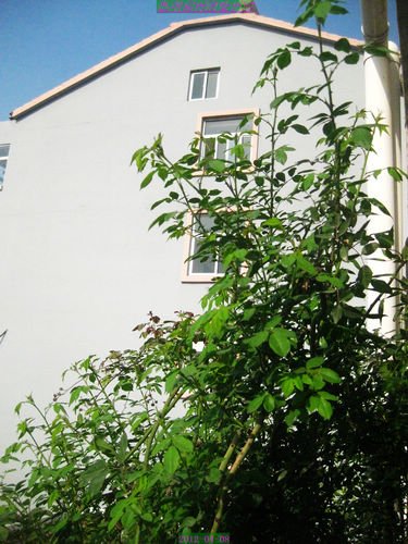 nEO_IMG_��Ƭ 230.jpg