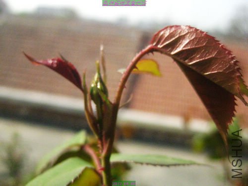 nEO_IMG_��Ƭ 221.jpg