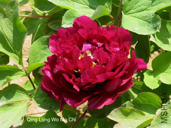 ������ī��