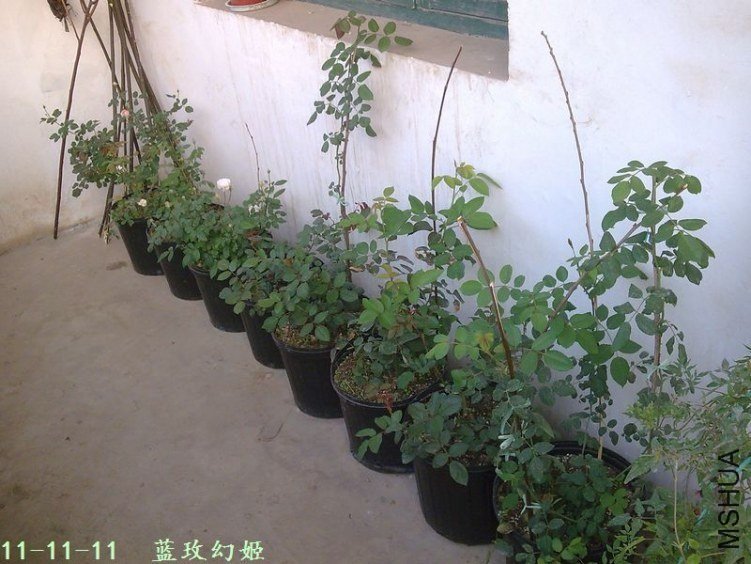 20111111.jpg