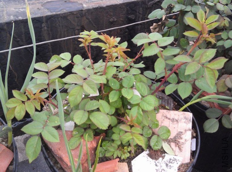 IMAG0088.jpg