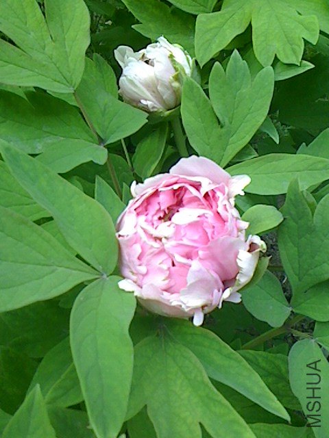 IMG0409062400.jpg