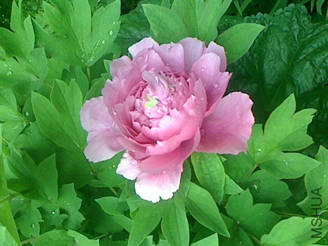 IMG0410063301.jpg