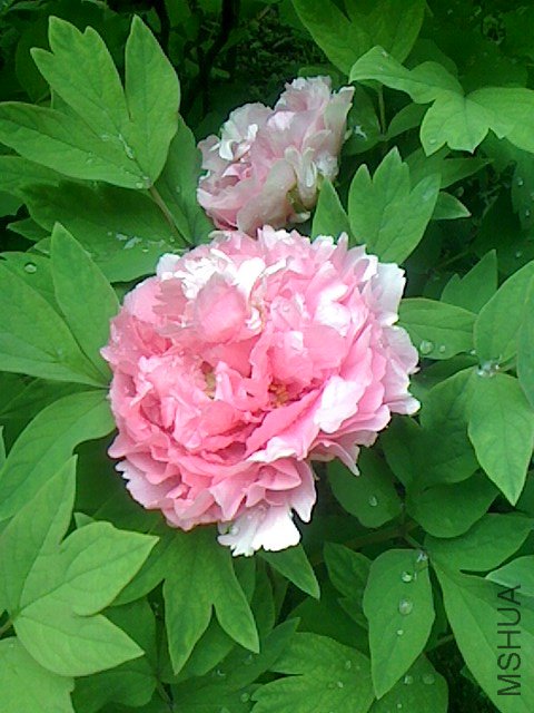 IMG0410063300.jpg