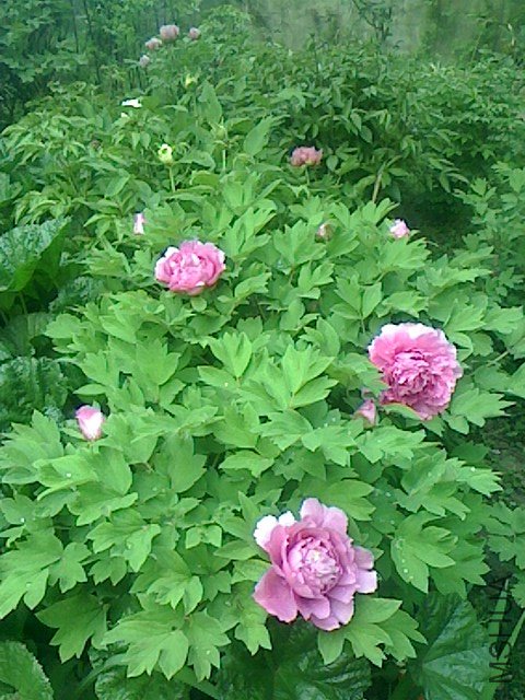 IMG0410063700.jpg