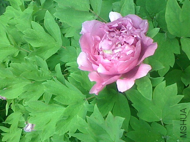 IMG0410063303.jpg