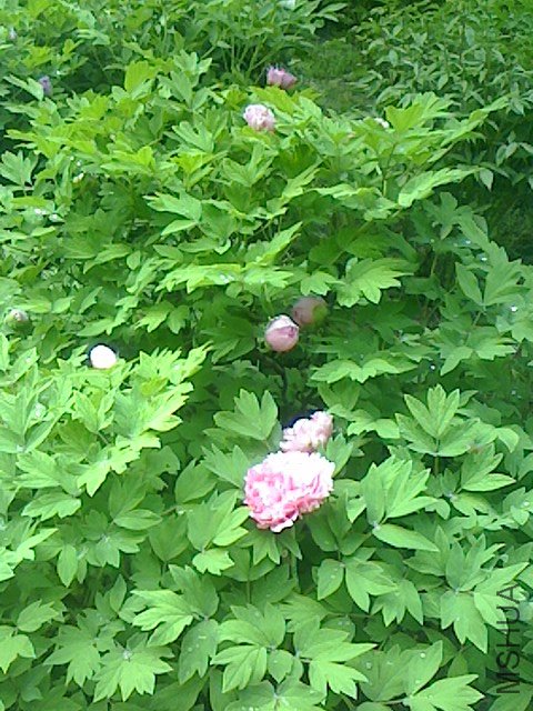IMG0410063701.jpg