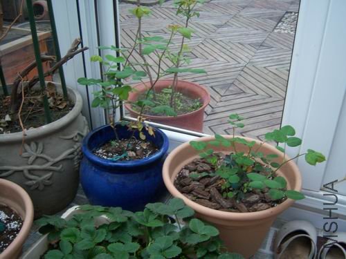 ������С 100_2643.JPG