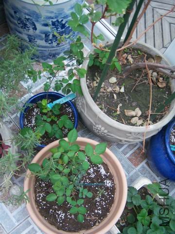 ������С 100_2644.JPG