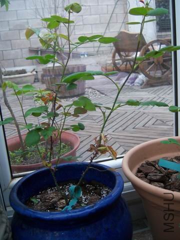 ������С 100_2653.JPG