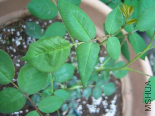 ������С 100_2647.JPG