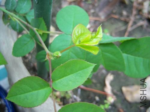 ������С 100_2651.JPG