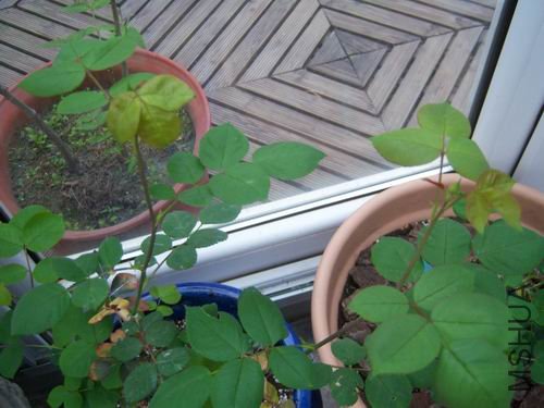 ������С 100_2645.JPG