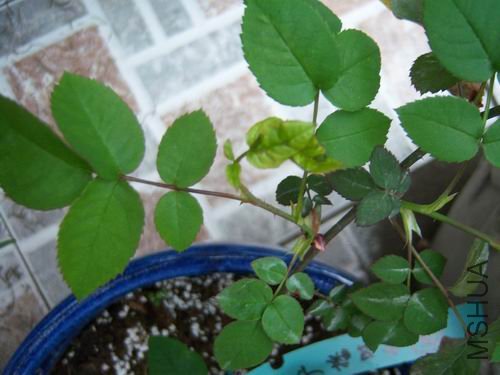 ������С 100_2650.JPG