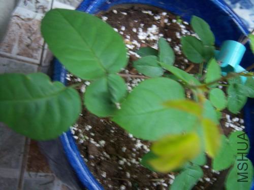 ������С 100_2652.JPG