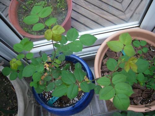 ������С 100_2646.JPG