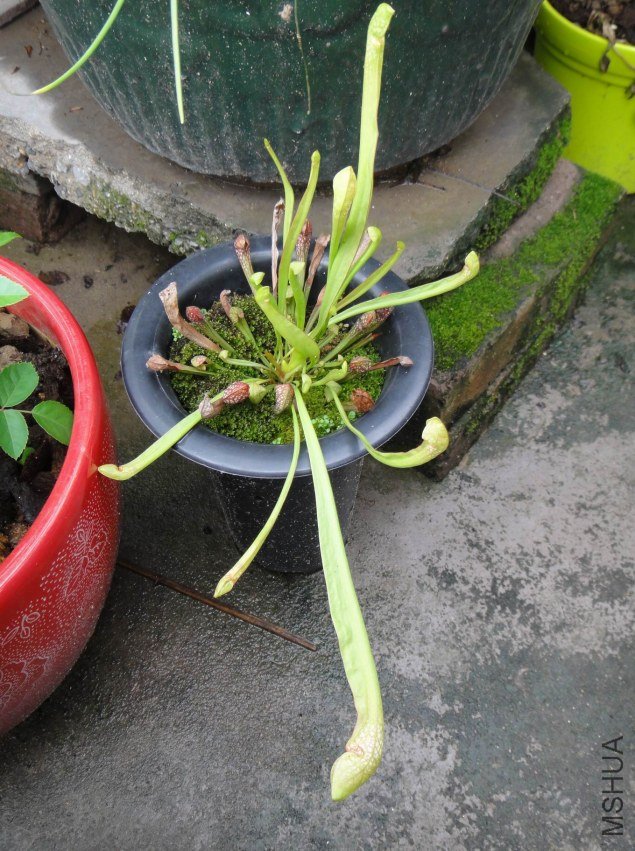 Ұ���ɺ�ƿ��.JPG