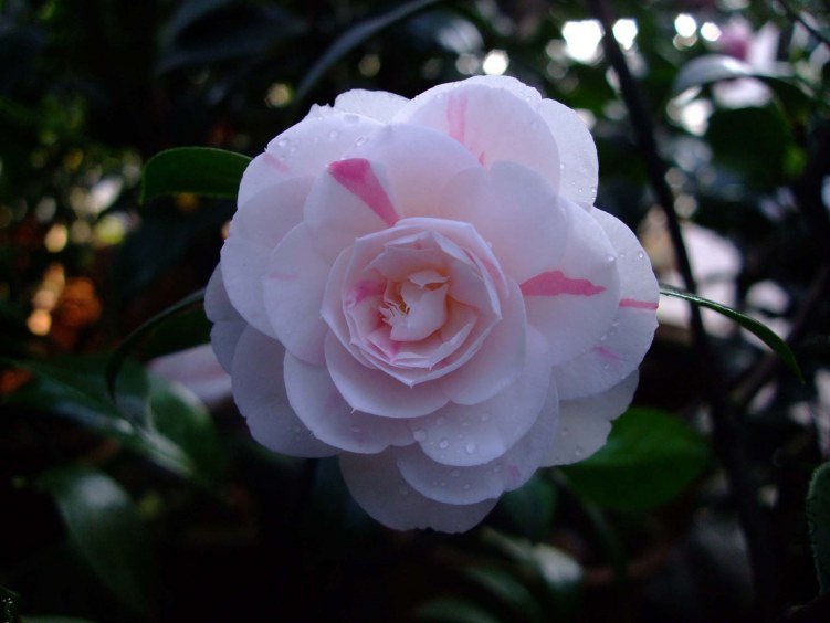 ��ʮ���� 2012-4-10f 006.jpg