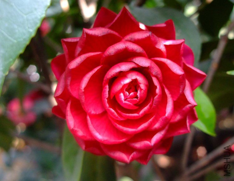��ɫ2�� 2012-4-10f 050.jpg