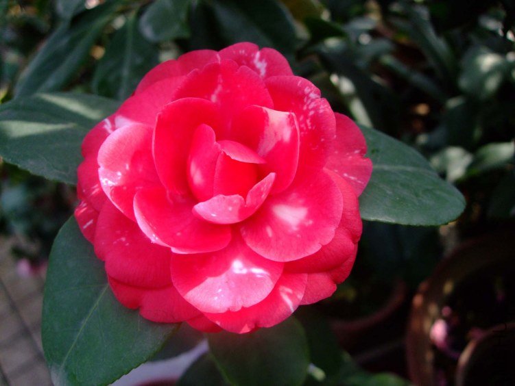 ��ķ�ǹ�԰ 2012-4-10f 018.jpg