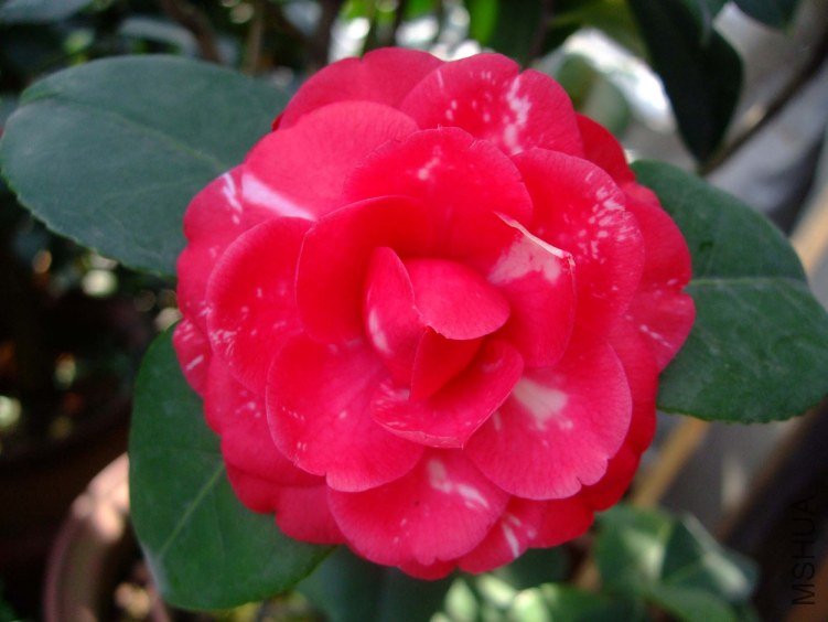 ��ķ�ǹ�԰ 2012-4-10f 082.jpg