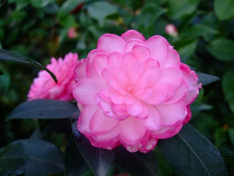 �δ� 2012-4-10f 016.jpg