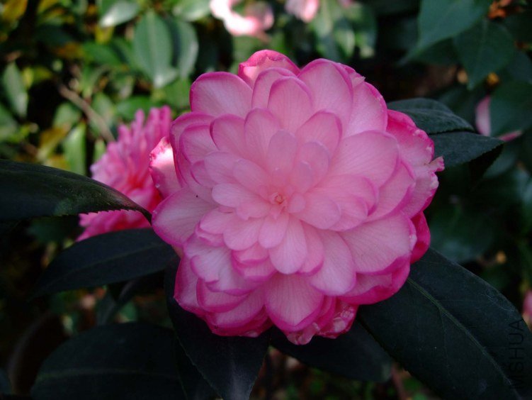�δ� 2012-4-10f 081.jpg