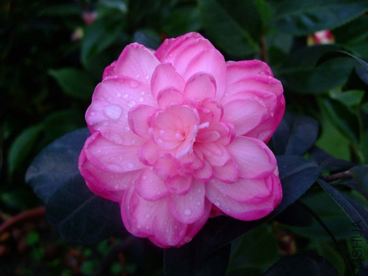 �δ� 2012-4-10f 015.jpg
