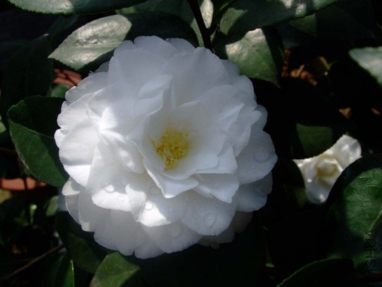 ţ��������(��о)2012-4-10f 031.jpg