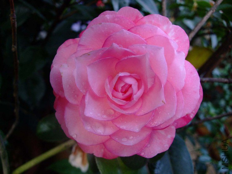 ţ�������� 2012-4-10f 002.jpg