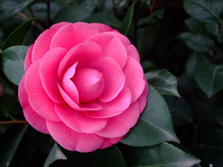 Ʒ�ֲ��� 2012-4-10f 043.jpg