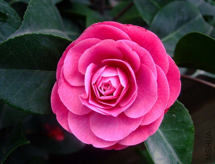 Ʒ�ֲ��� 2012-4-10f 055.jpg